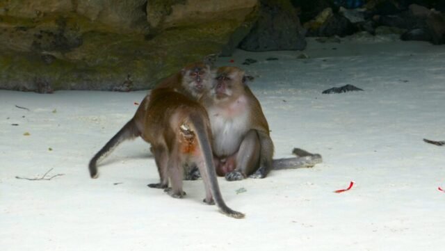 Phi - Phi - Islands - Sunset - By - Speed Catamaran - Monkey - Beach