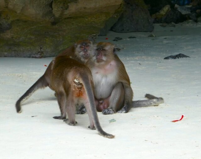 Phi - Phi - Islands - Sunset - By - Speed Catamaran - Monkey - Beach