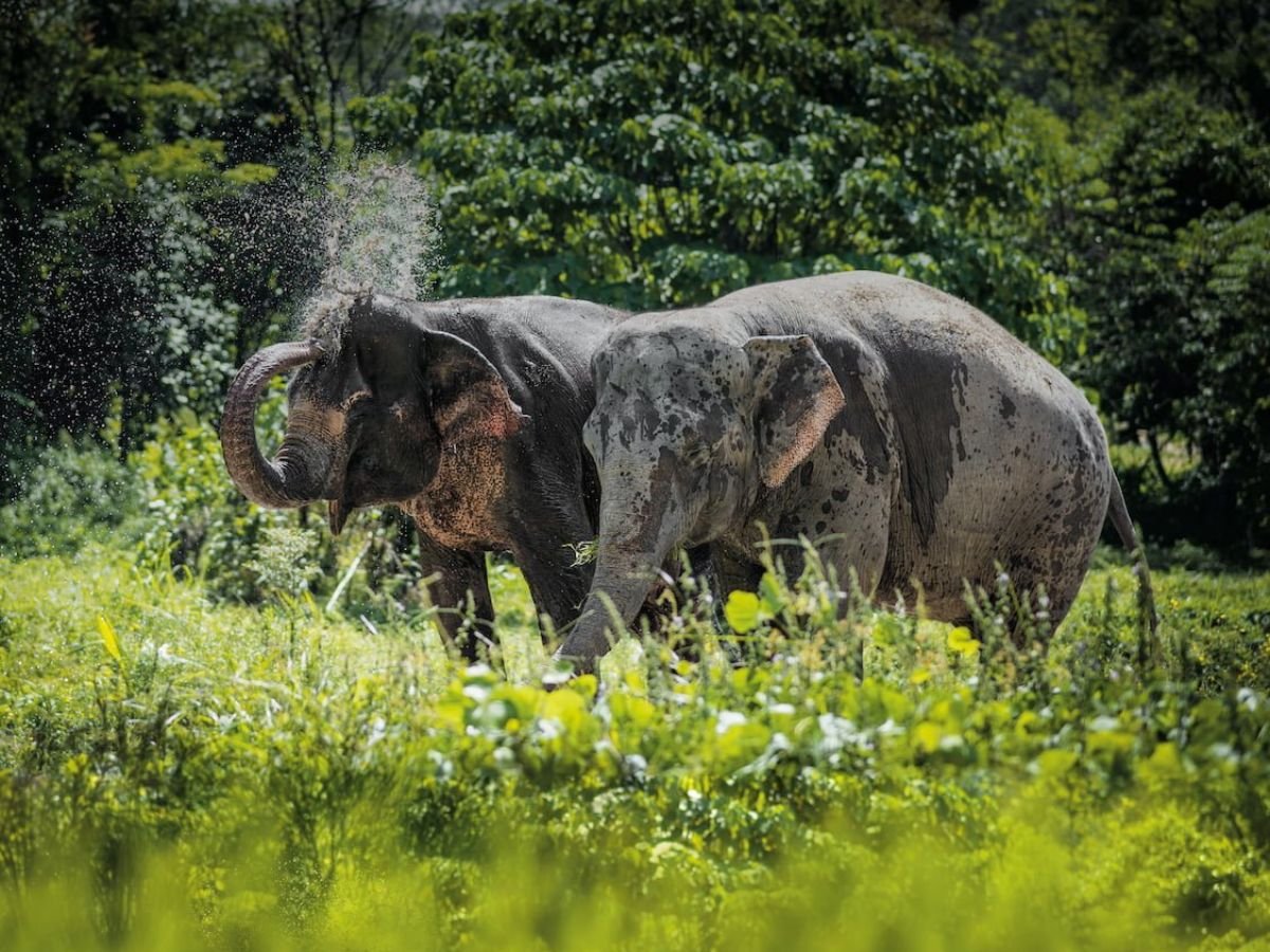 Ethical Elephant Sanctuary Phuket – Canopy Walkway Tour - Image 4