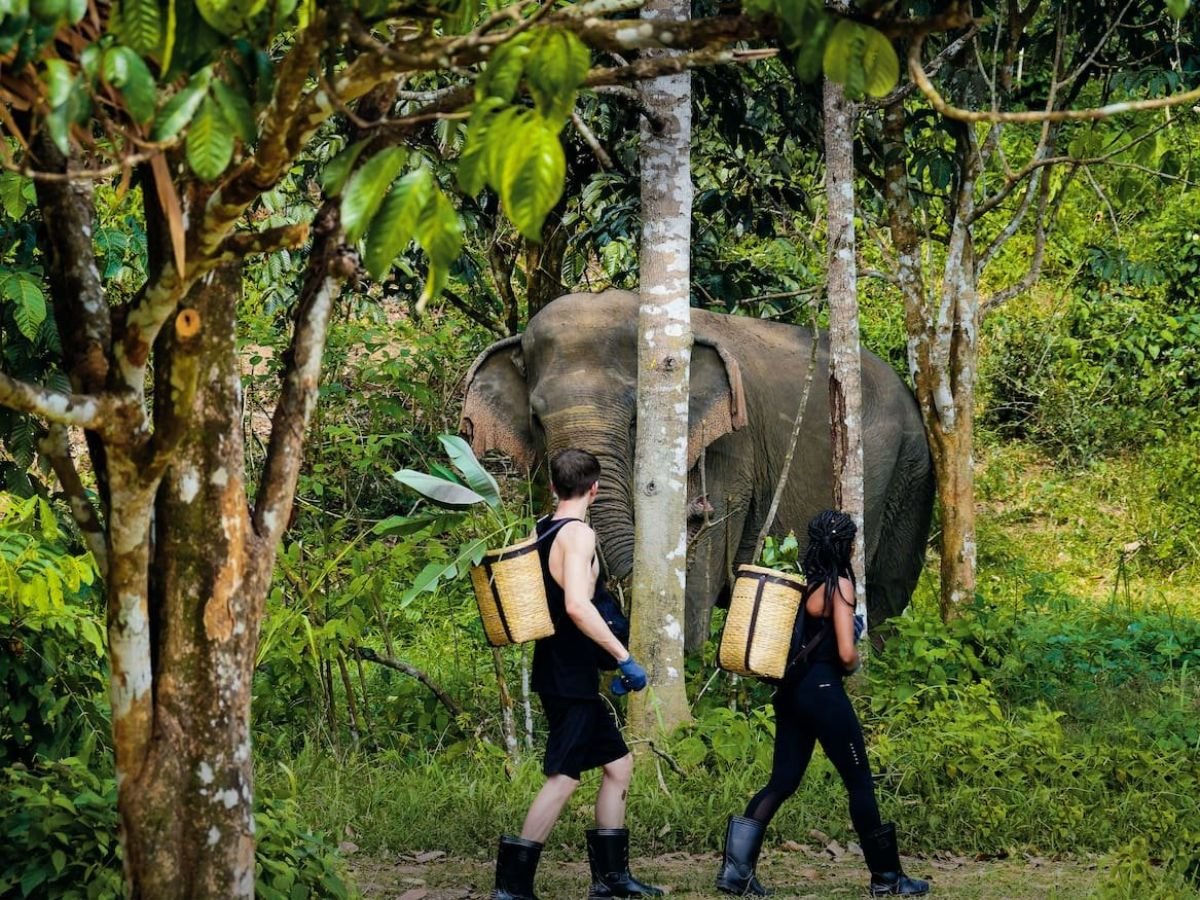 Ethical Elephant Sanctuary Phuket – Canopy Walkway Tour - Image 5