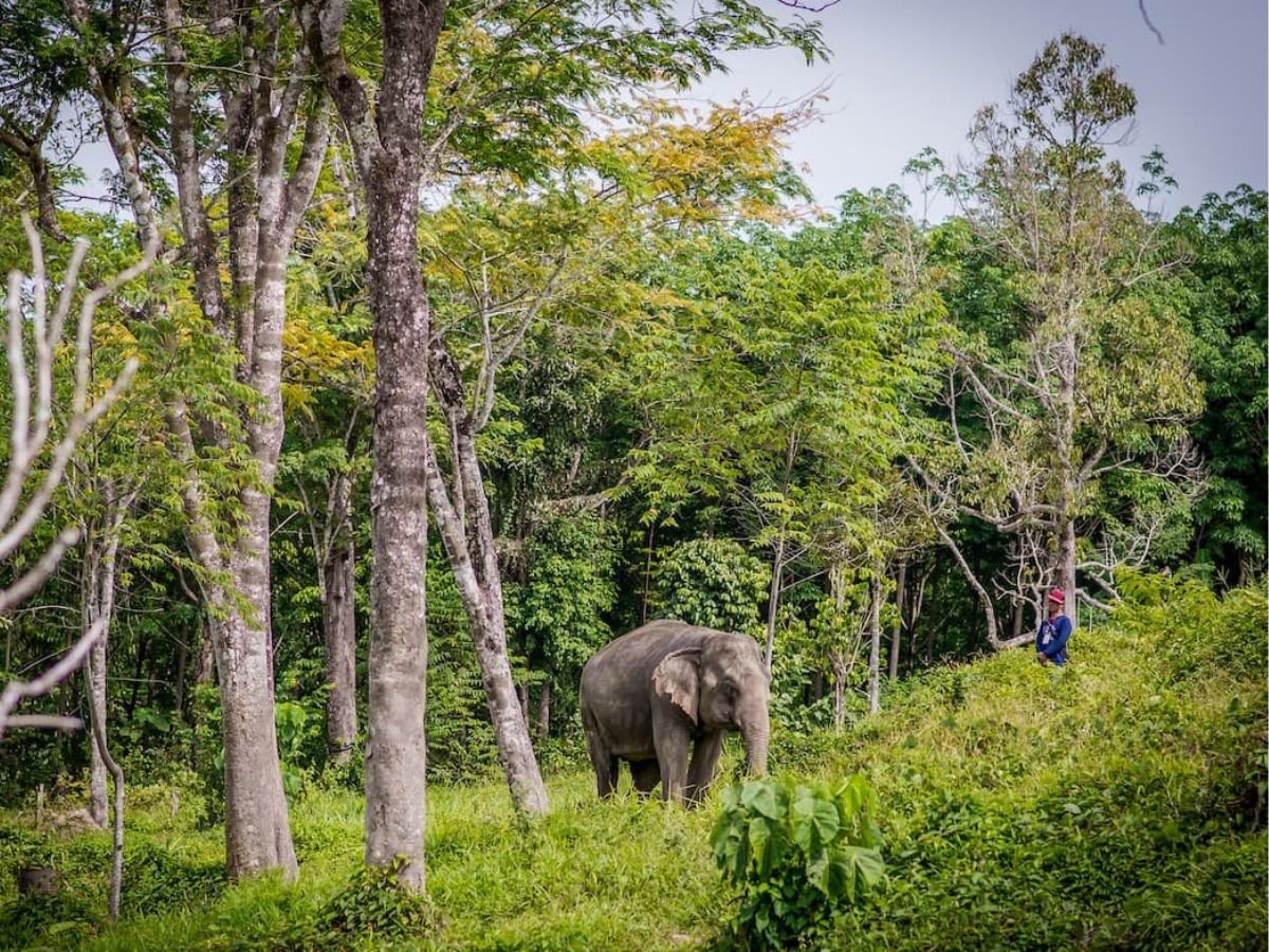 Ethical Elephant Sanctuary Phuket – Canopy Walkway Tour - Image 7