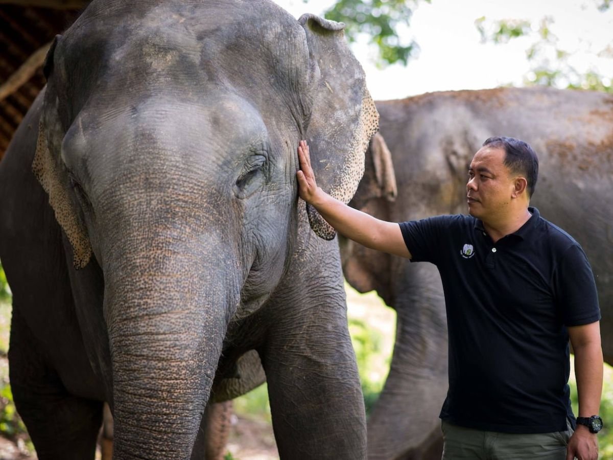 Ethical Elephant Sanctuary Phuket – Canopy Walkway Tour - Image 8