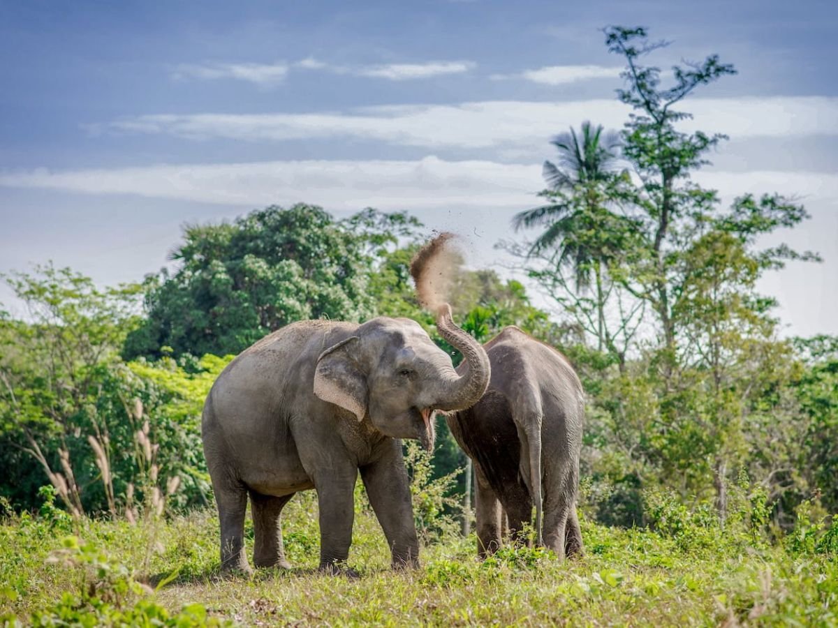 Ethical Elephant Sanctuary Phuket – Canopy Walkway Tour - Image 3