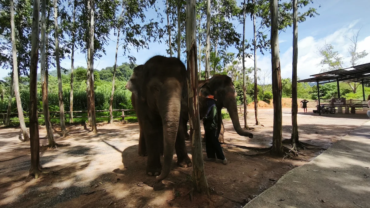 Ethical Elephant Sanctuary Phuket – Watch Me Experience - Image 2