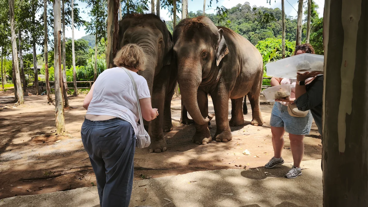 Ethical Elephant Sanctuary Phuket – Watch Me Experience - Image 11