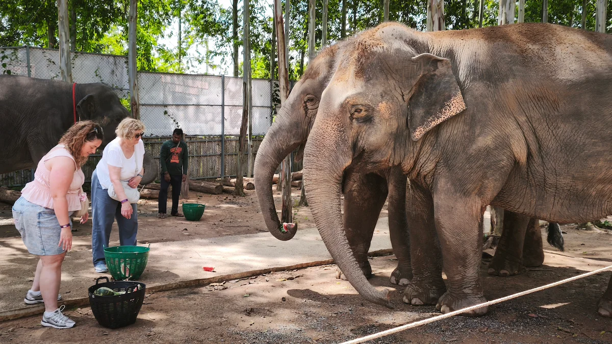 Ethical Elephant Sanctuary Phuket – Watch Me Experience - Image 12