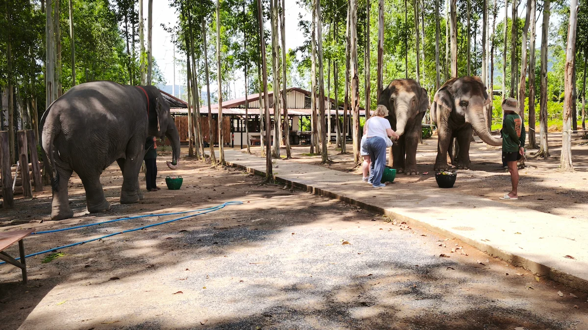 Ethical Elephant Sanctuary Phuket – Watch Me Experience - Image 3