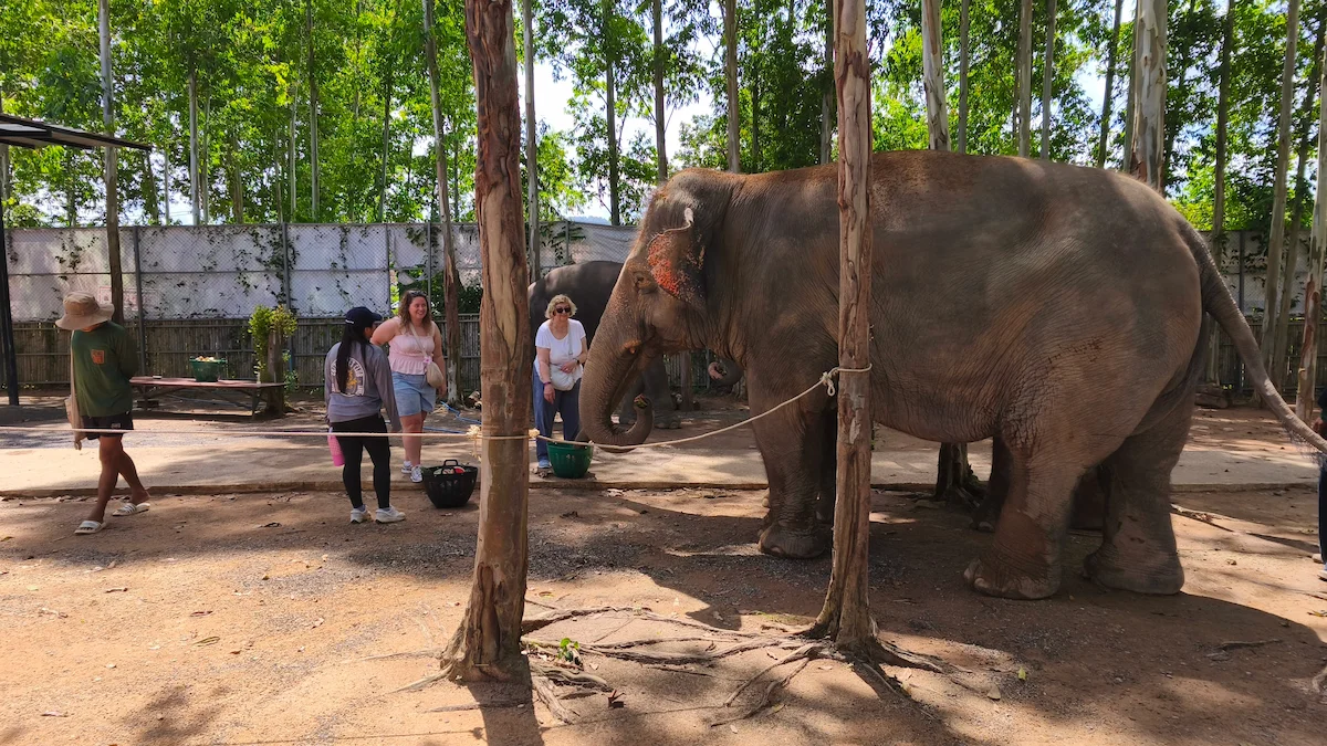 Ethical Elephant Sanctuary Phuket – Watch Me Experience - Image 4