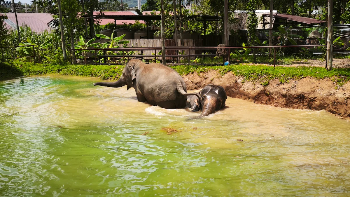 Ethical Elephant Sanctuary Phuket – Watch Me Experience - Image 5
