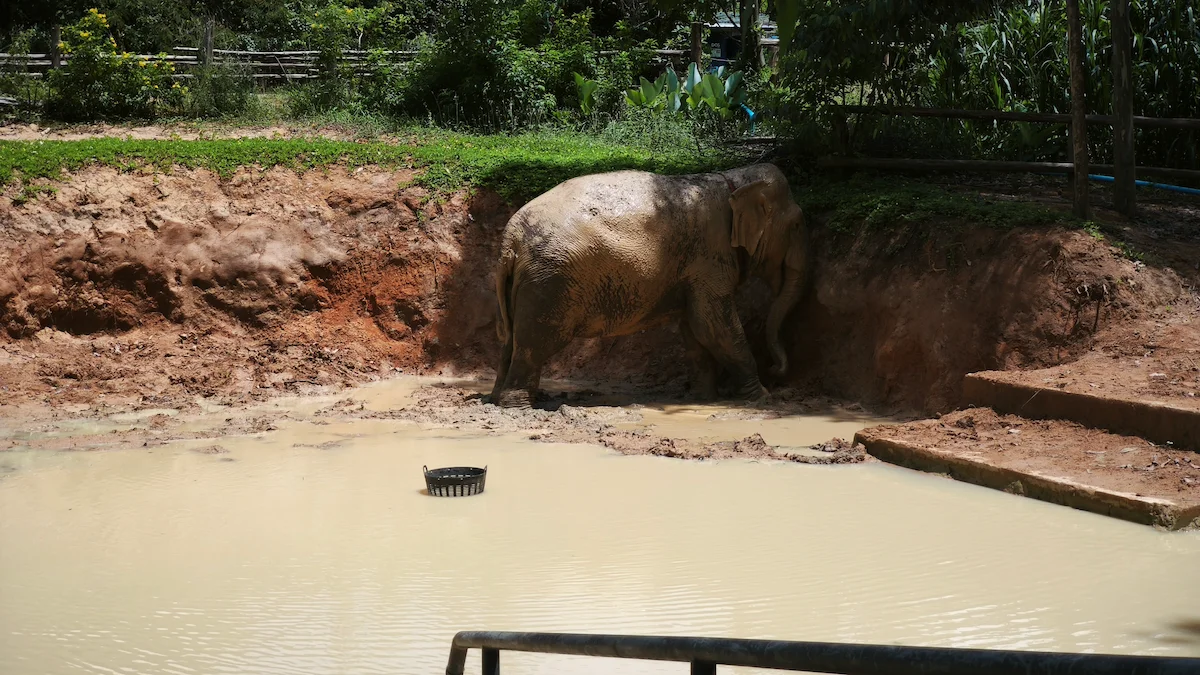 Ethical Elephant Sanctuary Phuket – Watch Me Experience - Image 7