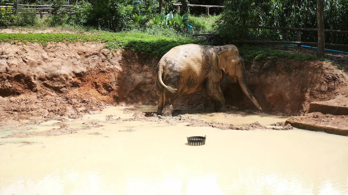 Ethical Elephant Sanctuary Phuket – Watch Me Experience - Image 8