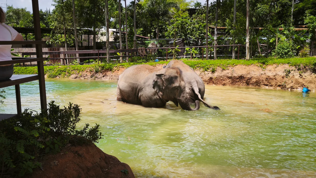 Ethical Elephant Sanctuary Phuket – Watch Me Experience - Image 9