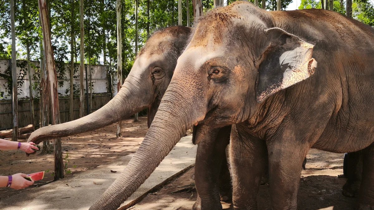 Ethical Elephant Sanctuary Phuket – Watch Me Experience - Image 10