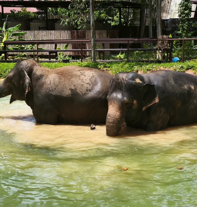 Ethical Elephant Sanctuary Phuket – Watch Me Experience