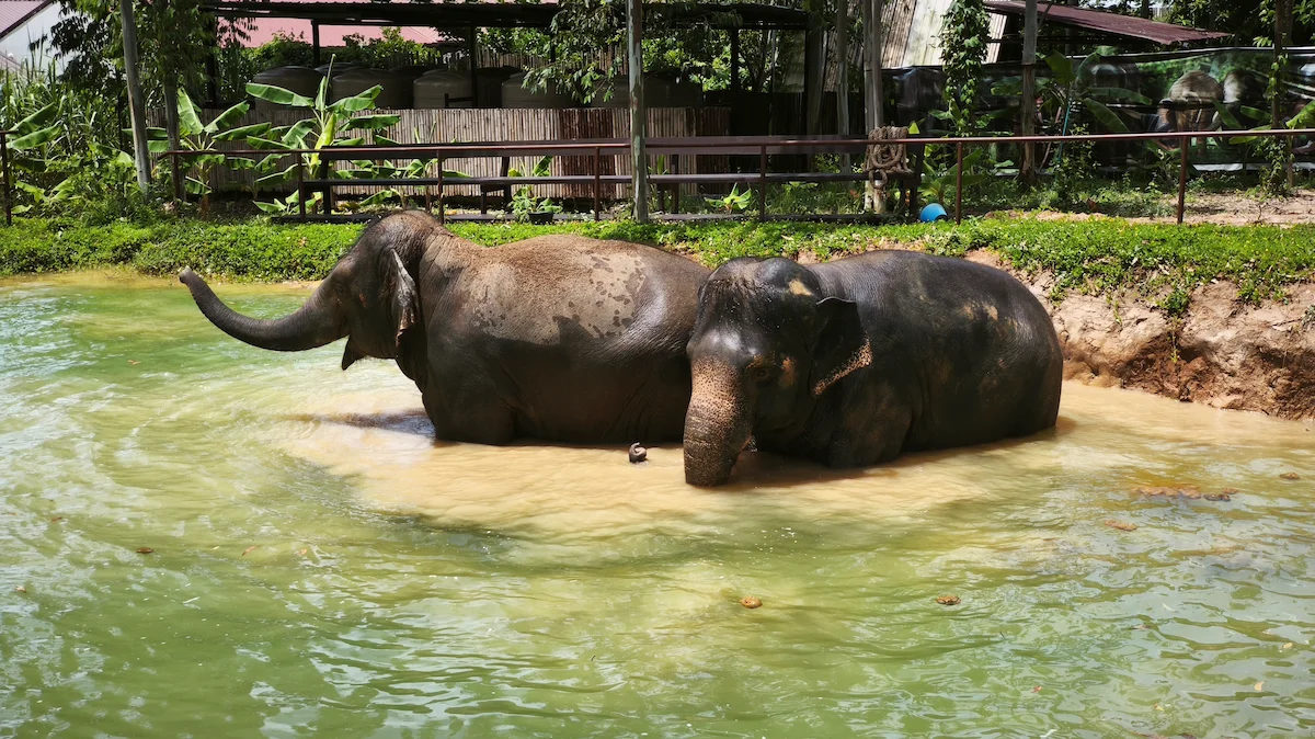 Ethical Elephant Sanctuary Phuket – Watch Me Experience